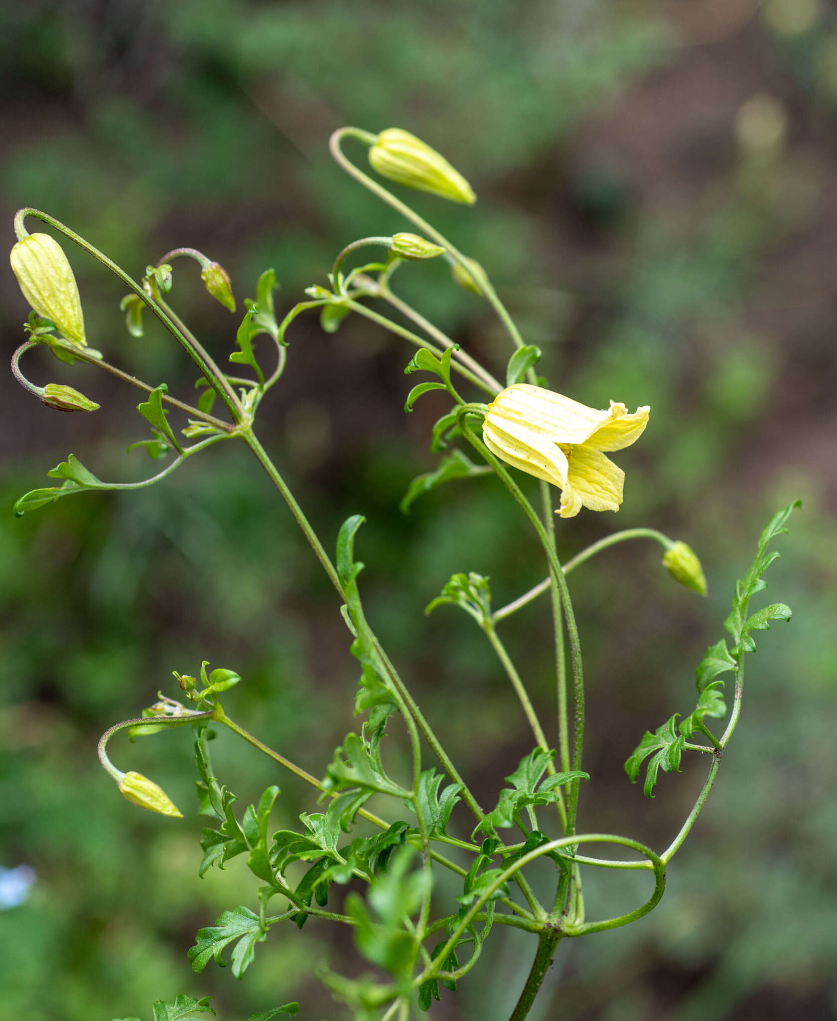 Image of Clematis aethusifolia Turcz.