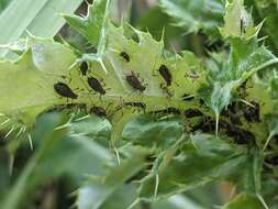 Image of Large Thistle Aphid