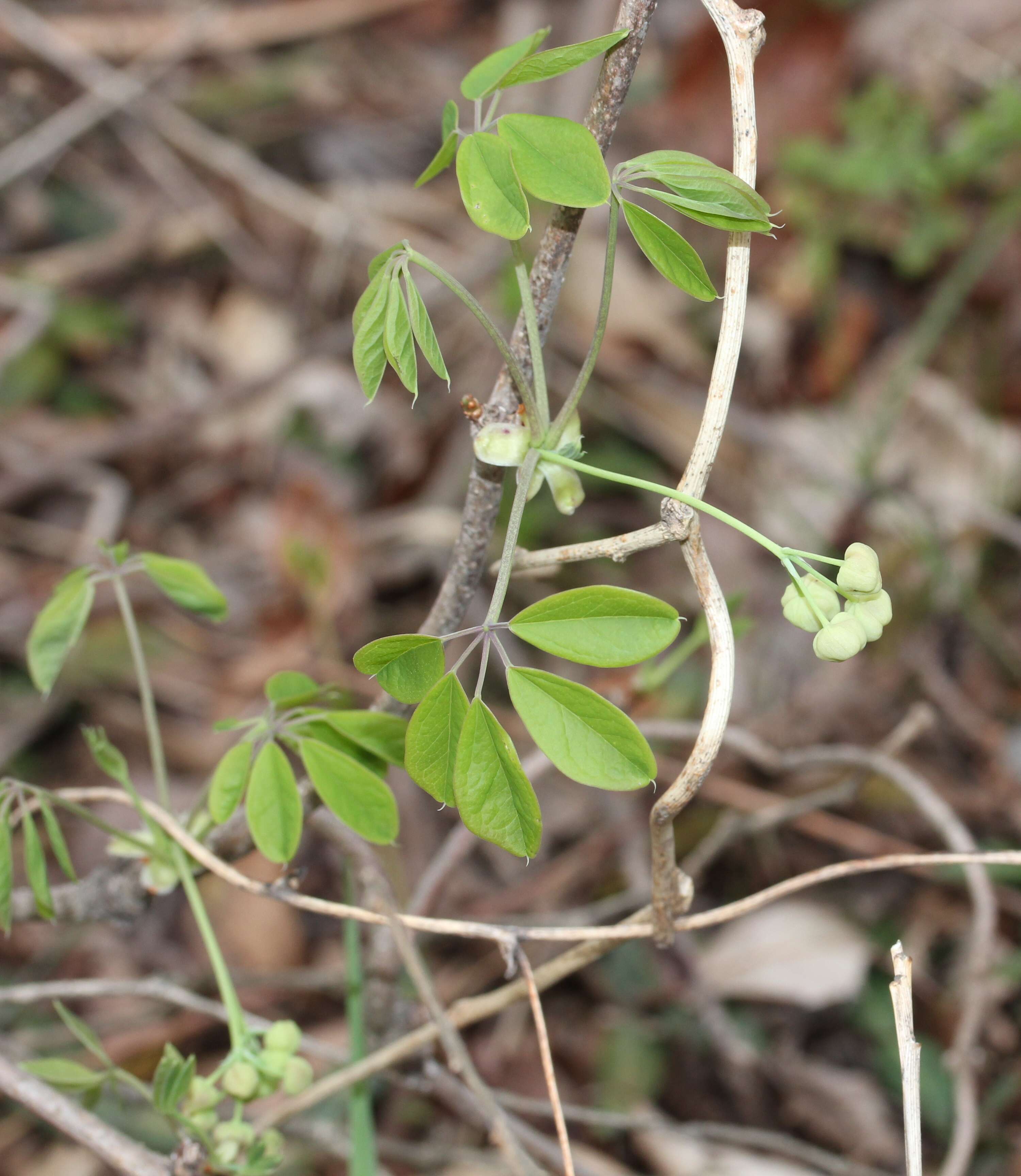 Image de Akebia