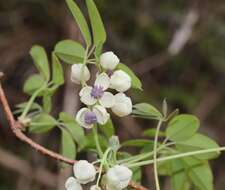 Image of chocolate vine