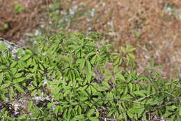 Image of chocolate vine