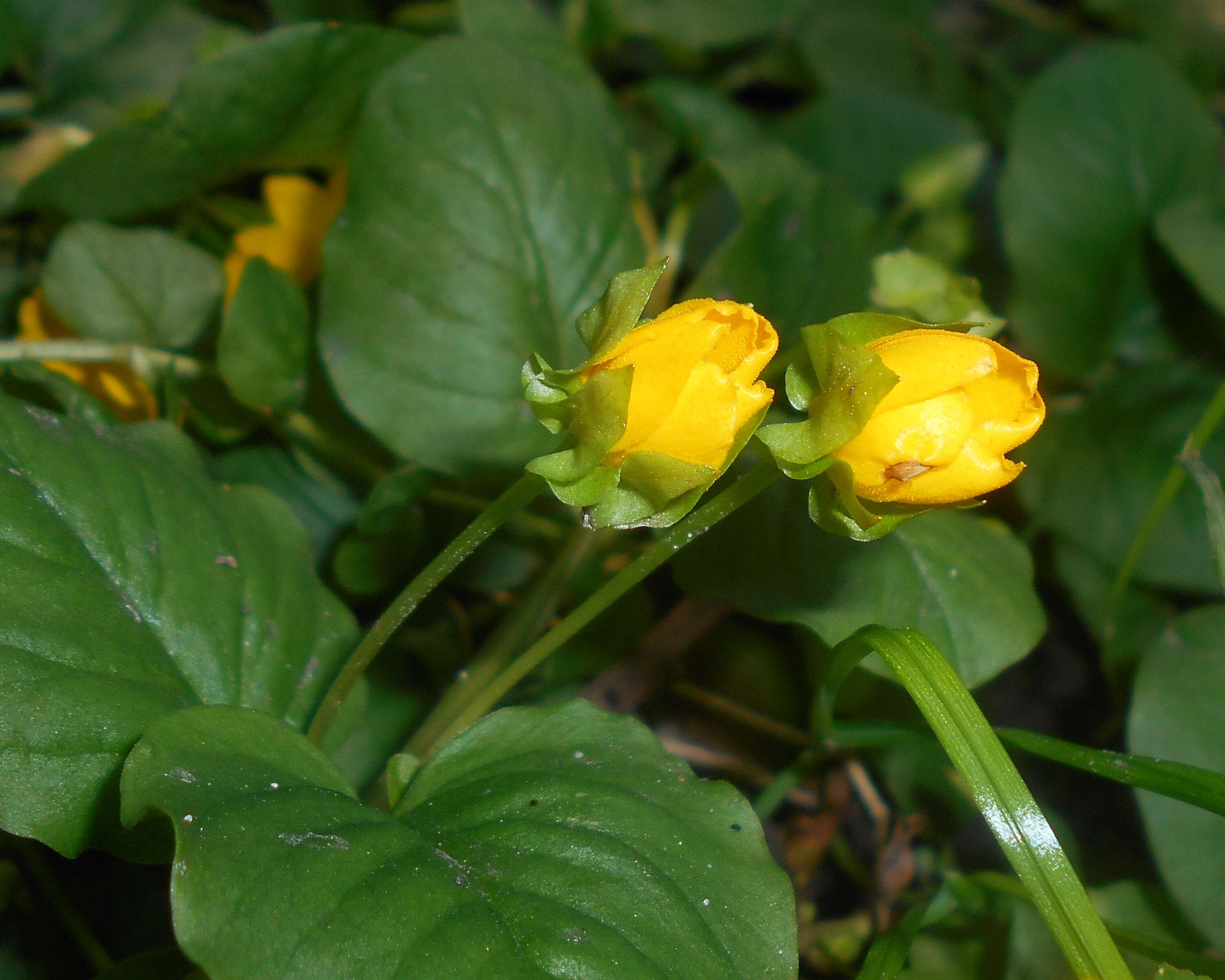 Image of creeping jenny