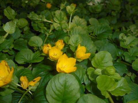 Image of creeping jenny