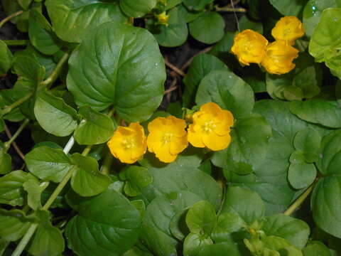 Image of creeping jenny