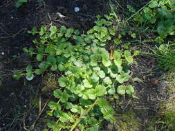 Image of creeping jenny