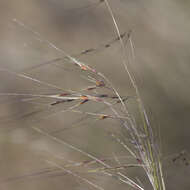 Image of Austrostipa eremophila (Reader) S. W. L. Jacobs & J. Everett