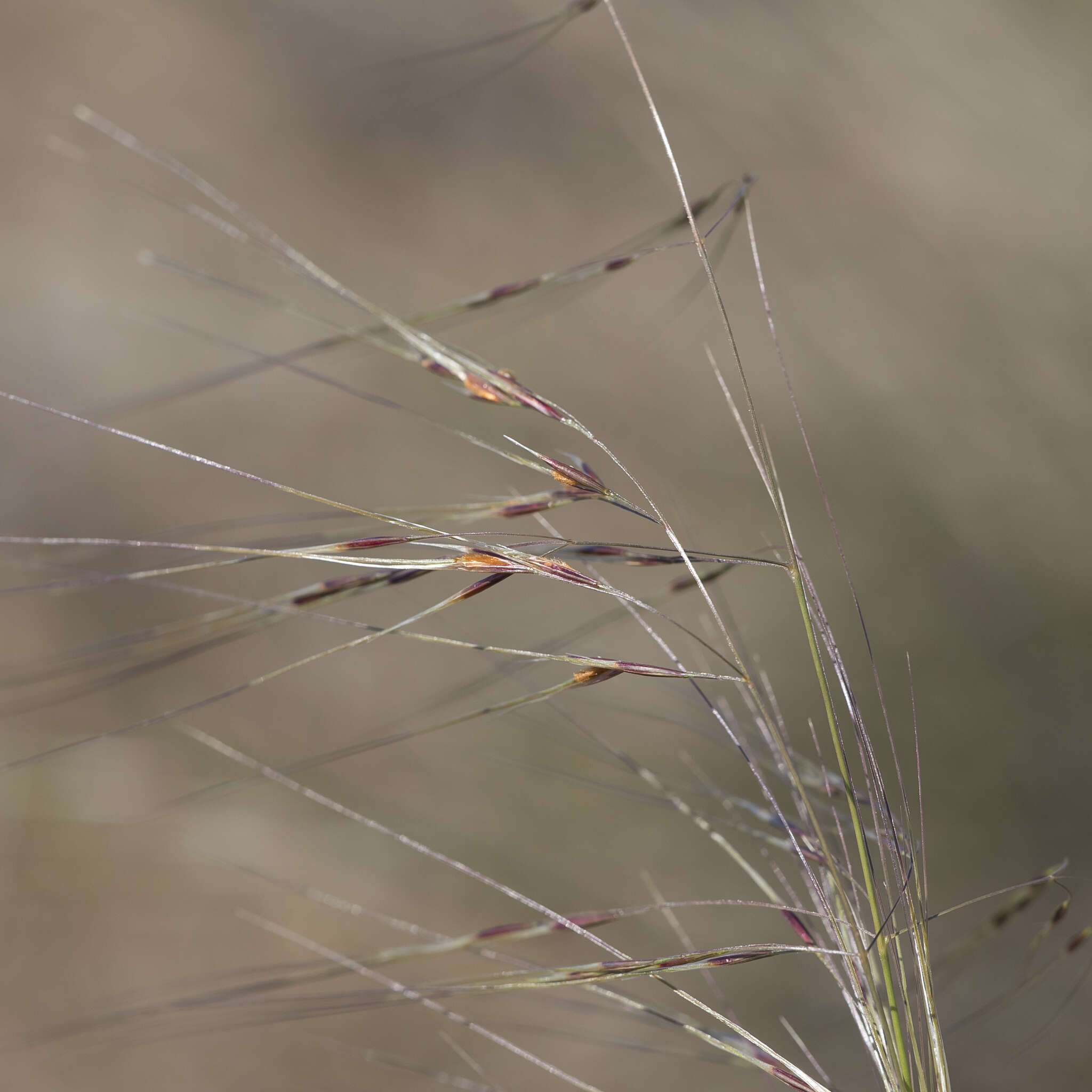 Image of Austrostipa eremophila (Reader) S. W. L. Jacobs & J. Everett