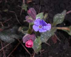 Image of Lungwort