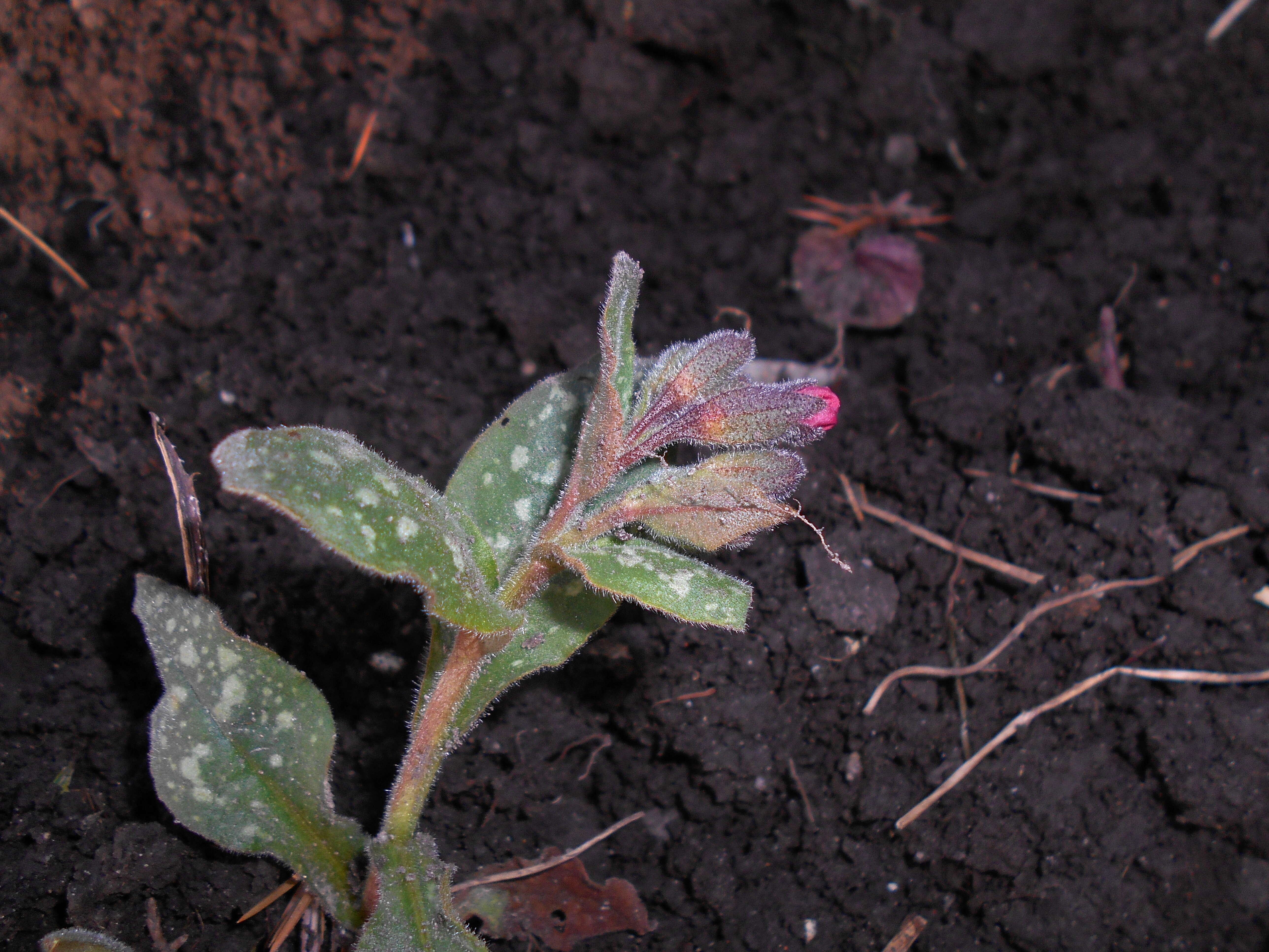 Image of Lungwort