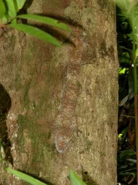 Image of Uroplatus giganteus Glaw, Kosuch, Henkel, Sound & Böhme 2006