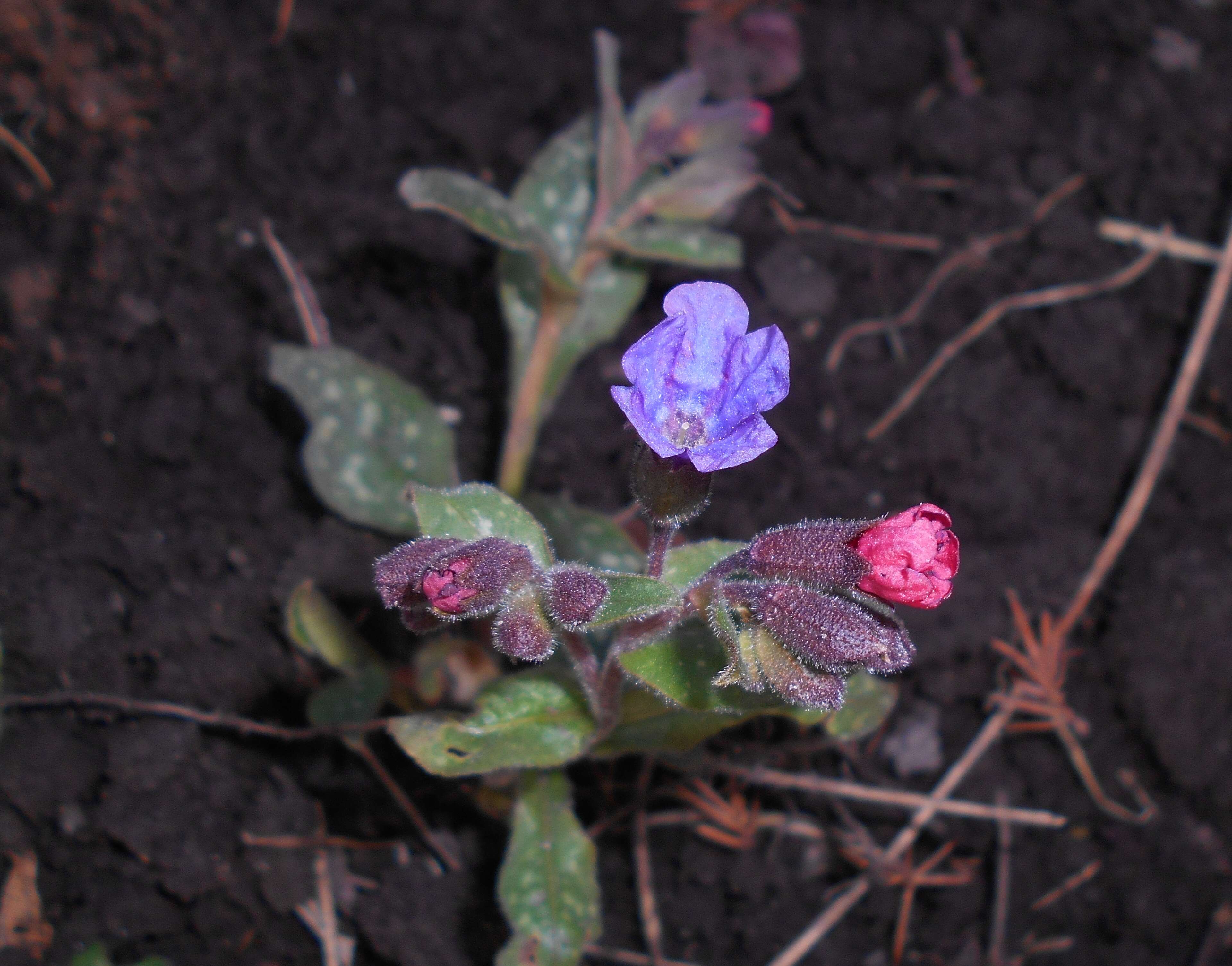 Image of Lungwort