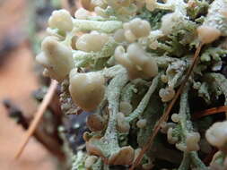 Image of cup lichen