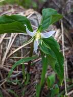 Image of Oettinger's trillium