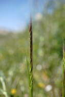 صورة Festuca subuliflora Scribn.