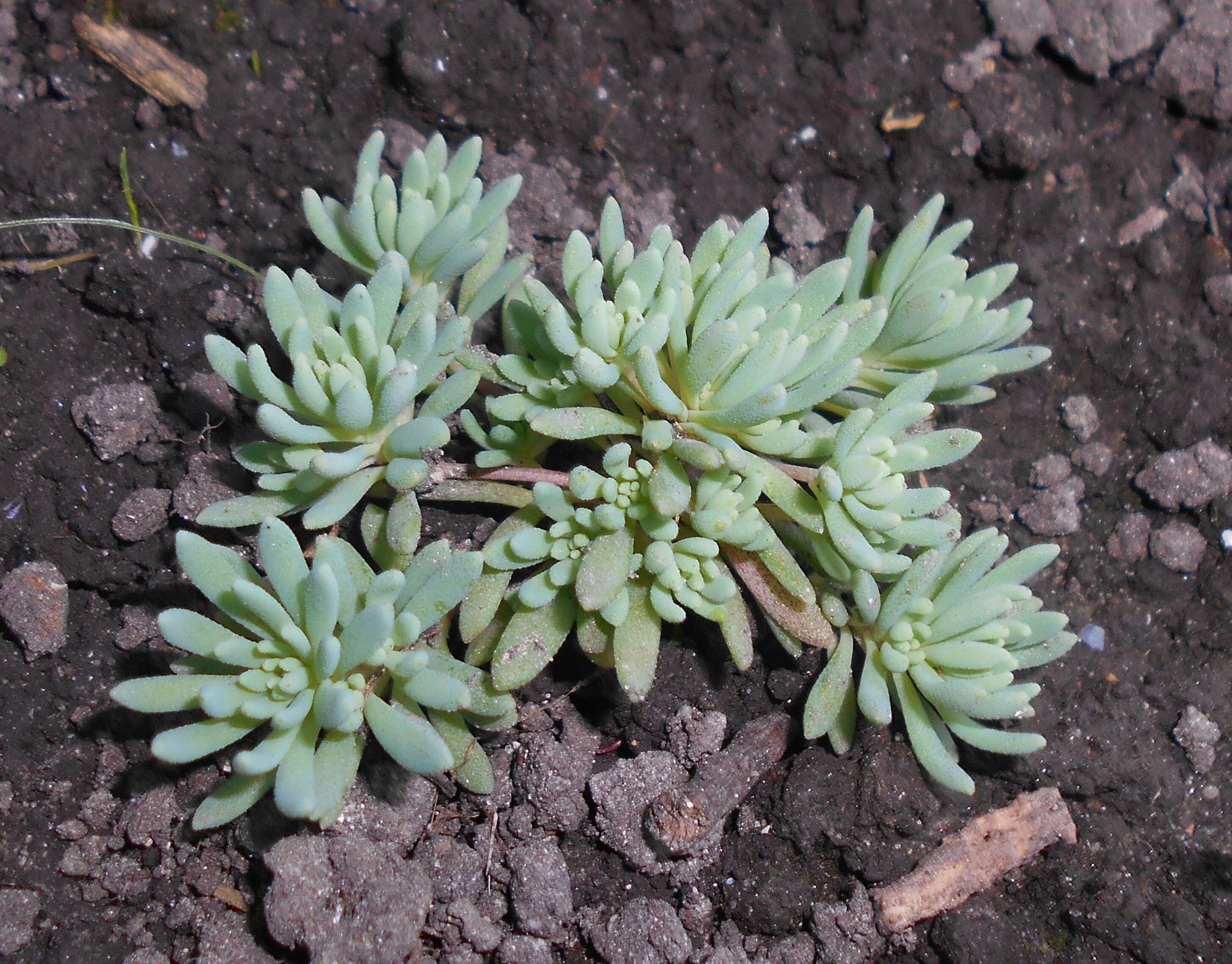 Sedum hispanicum L. resmi