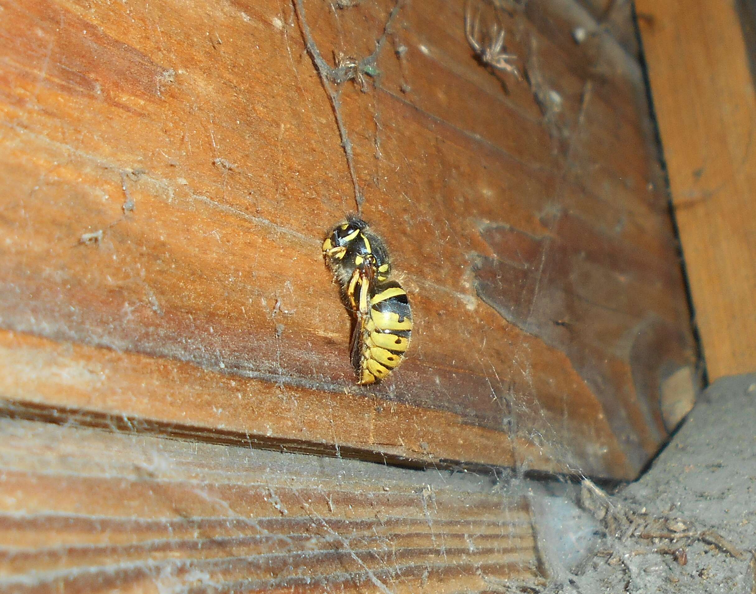 Image of Common wasp