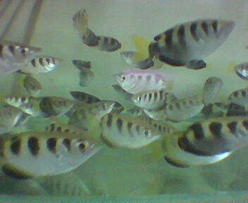 Image of Banded Archerfish