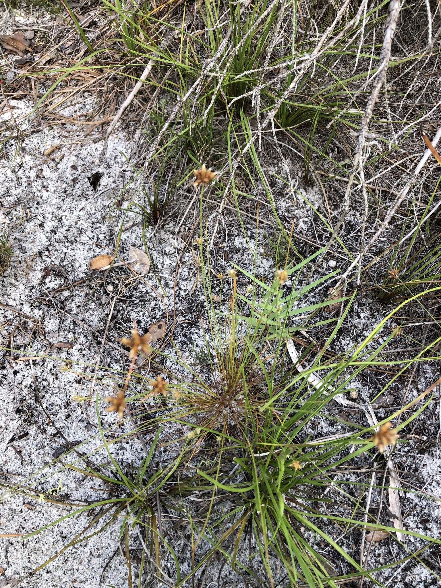 Plancia ëd Bulbostylis warei (Torr.) C. B. Clarke