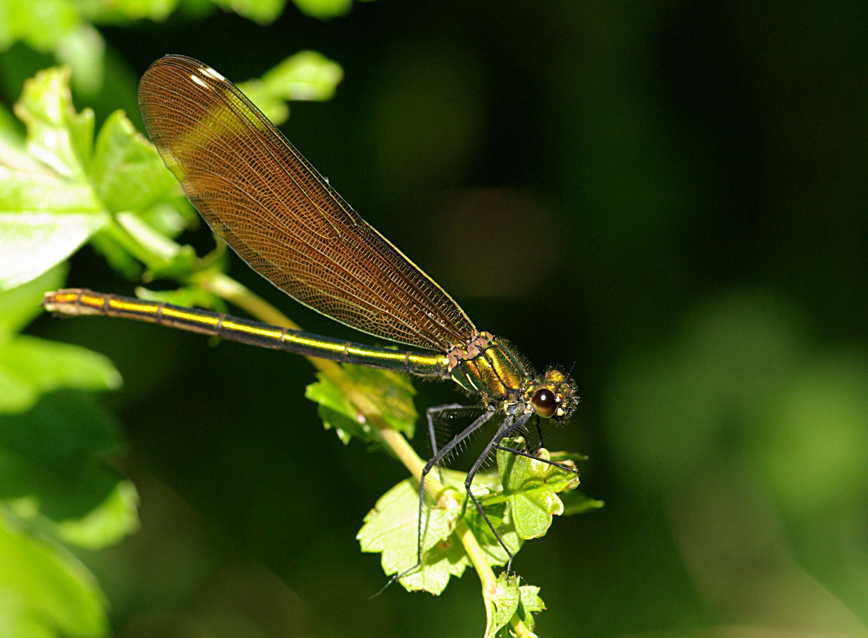 Image of Beautiful Demoiselle