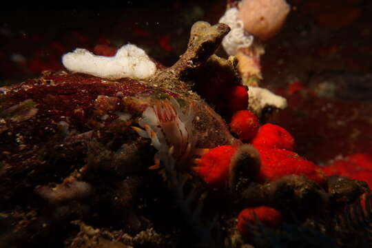 Image of Fiery nudibranch