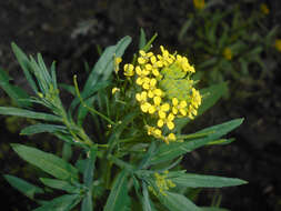 Image of treacle mustard