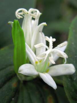 Image of toad lily