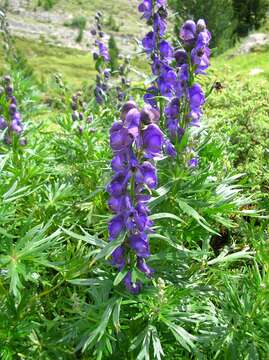 Слика од Aconitum napellus L.