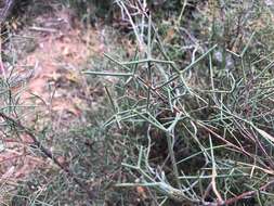 Image of Hakea purpurea Hook.