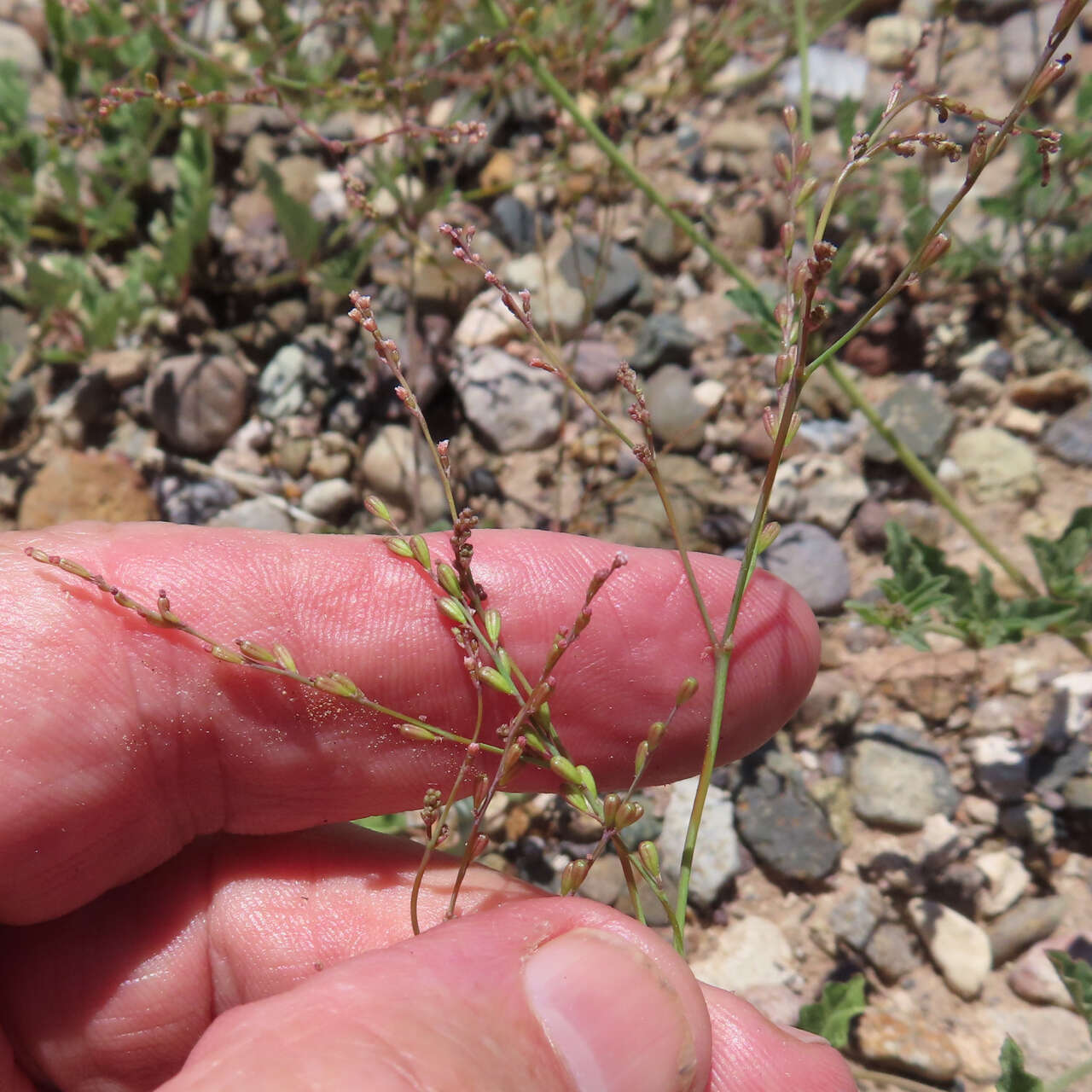 Imagem de Boerhavia coulteri var. palmeri (S. Wats.) Spellenberg