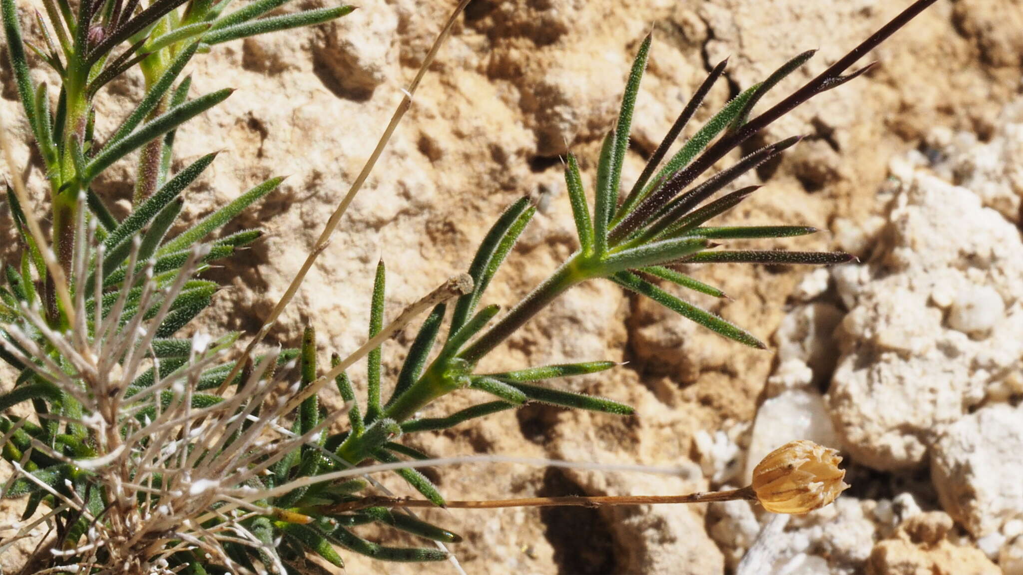 Image of fiveneedle pricklyleaf