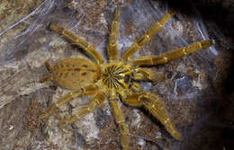 Image of Orange Baboon Tarantula