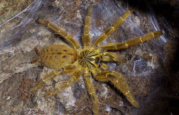 Image of Orange Baboon Tarantula