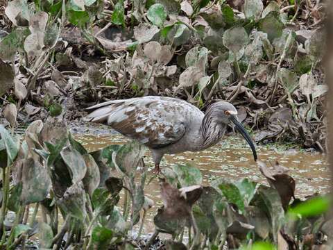 Image of Plumbeous Ibis