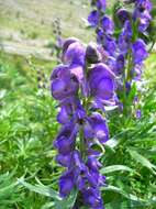 Слика од Aconitum napellus L.