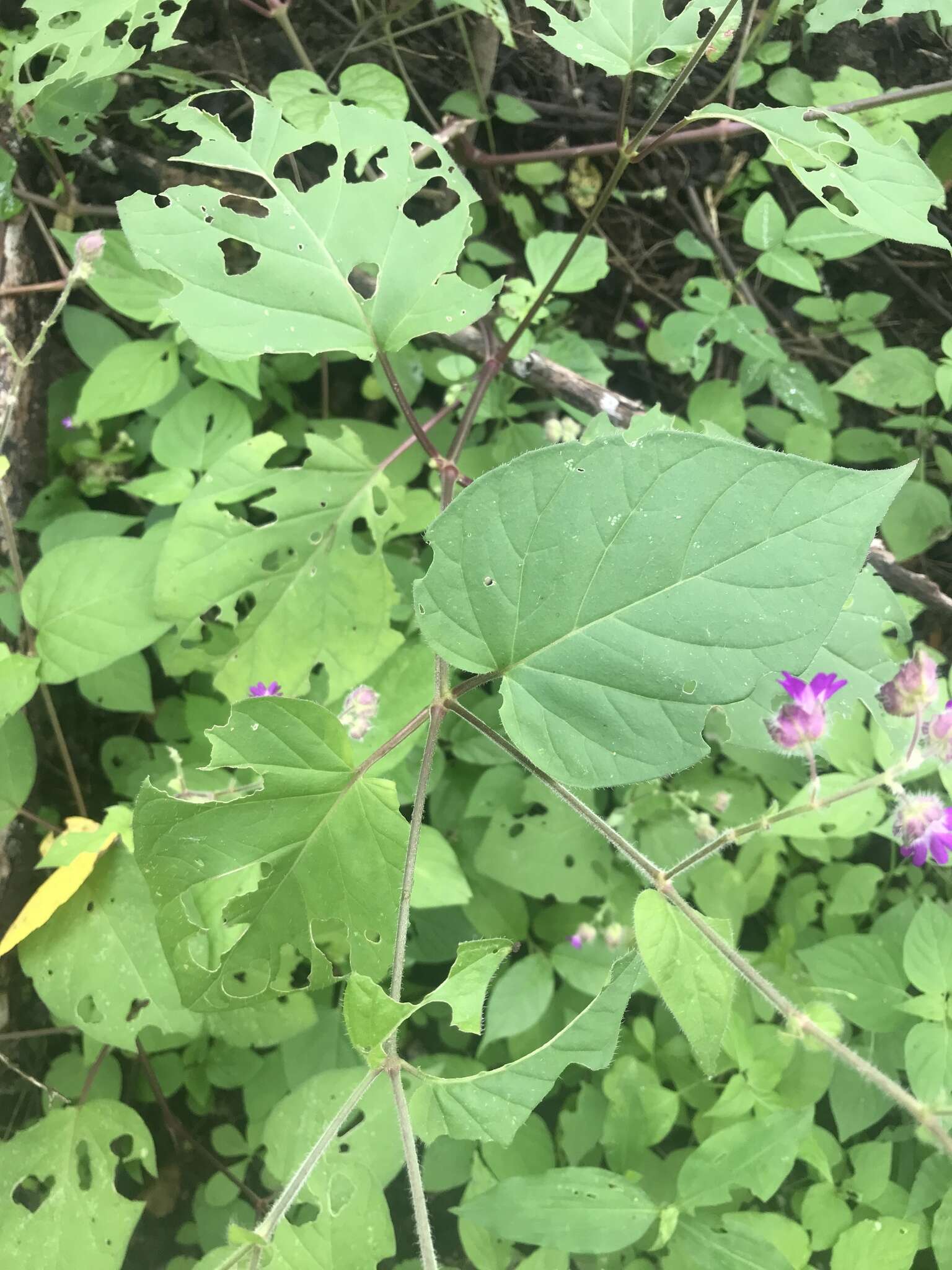 Image of Mirabilis violacea (L.) Heimerl