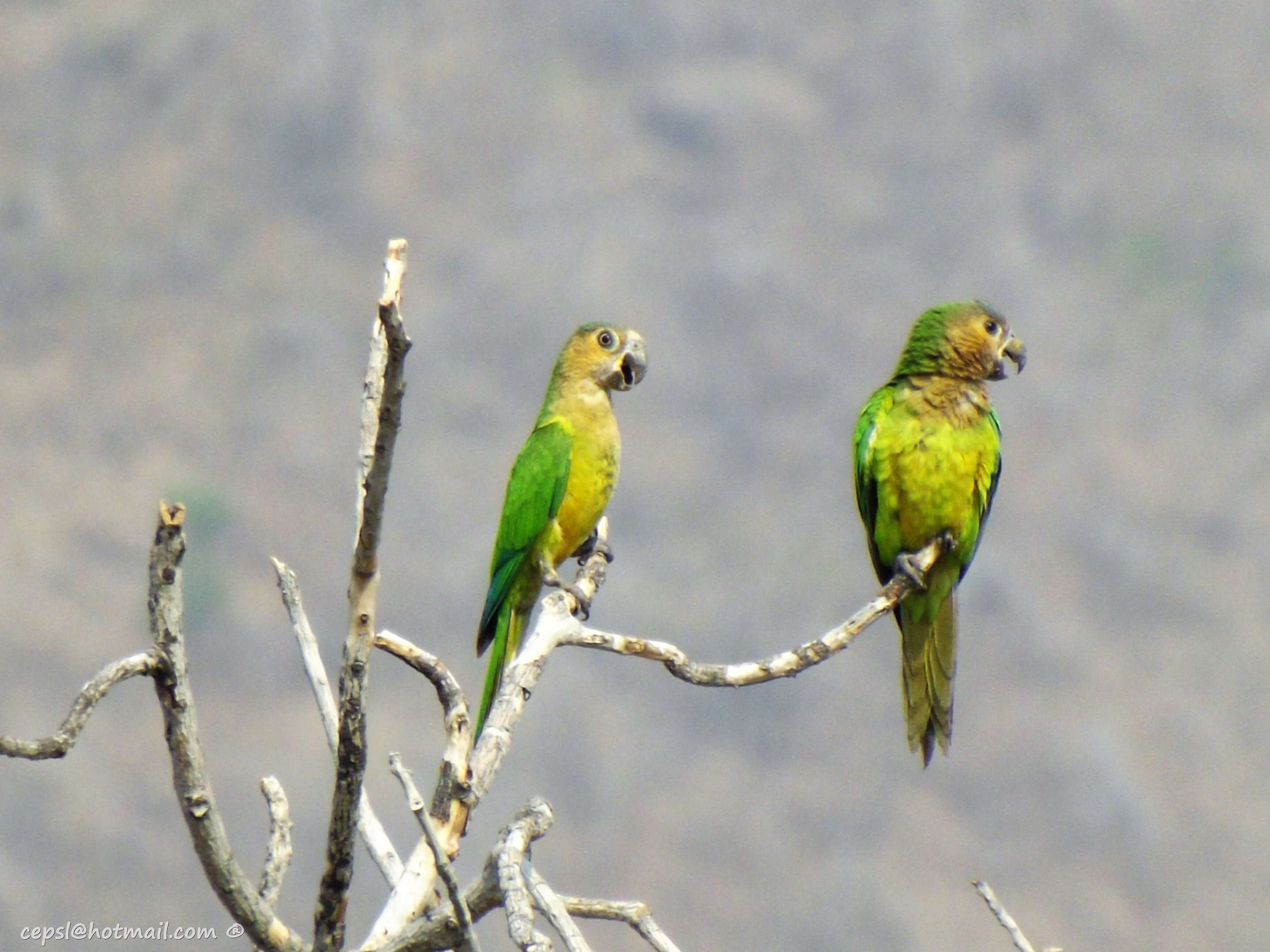 Image of Brown-throated Parakeet