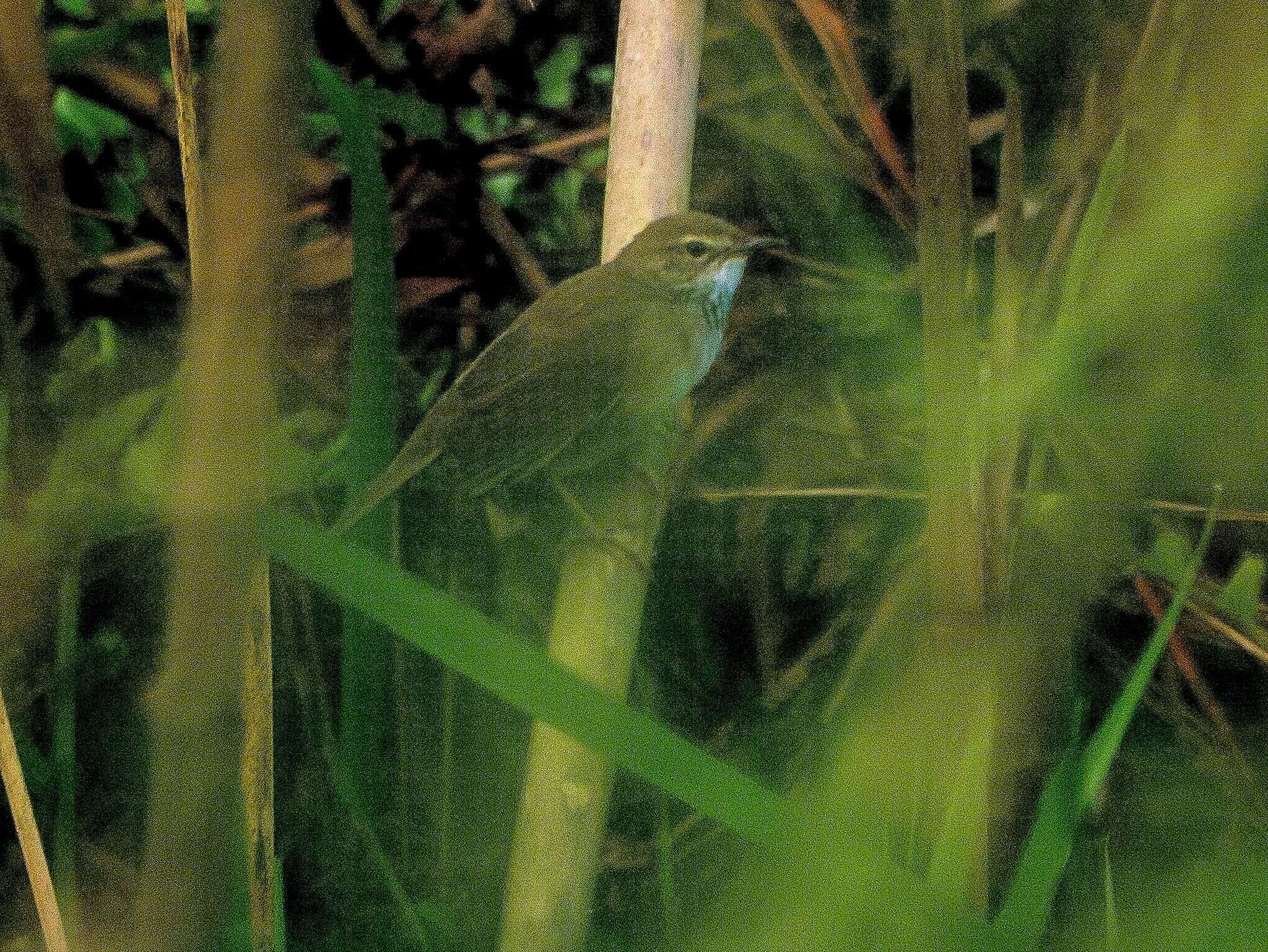 Image of Baikal Bush Warbler