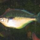 Image of Lake Kutubu Rainbowfish