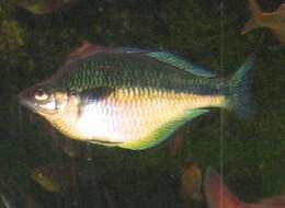 Image of Lake Kutubu Rainbowfish