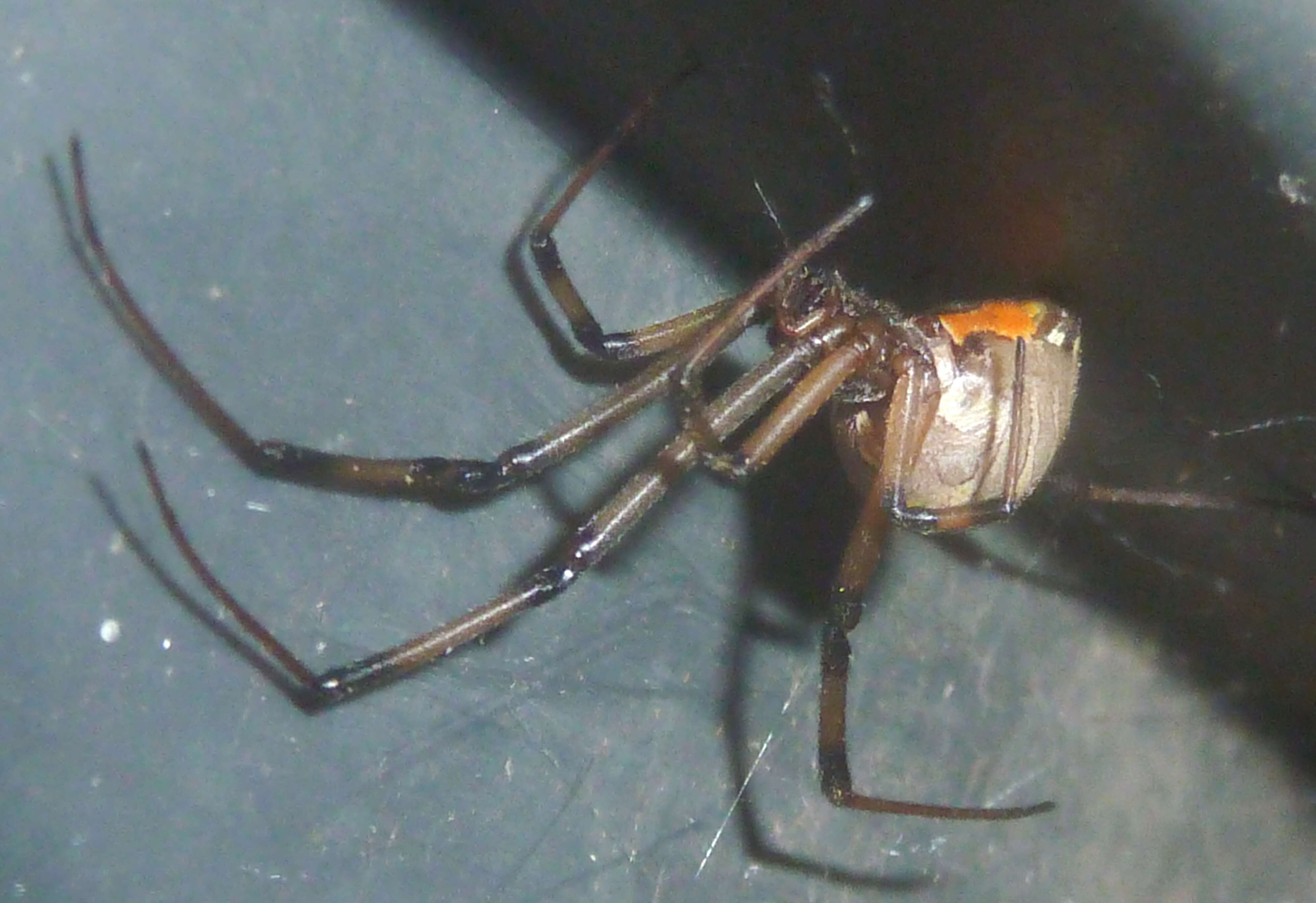 Image of brown button spider