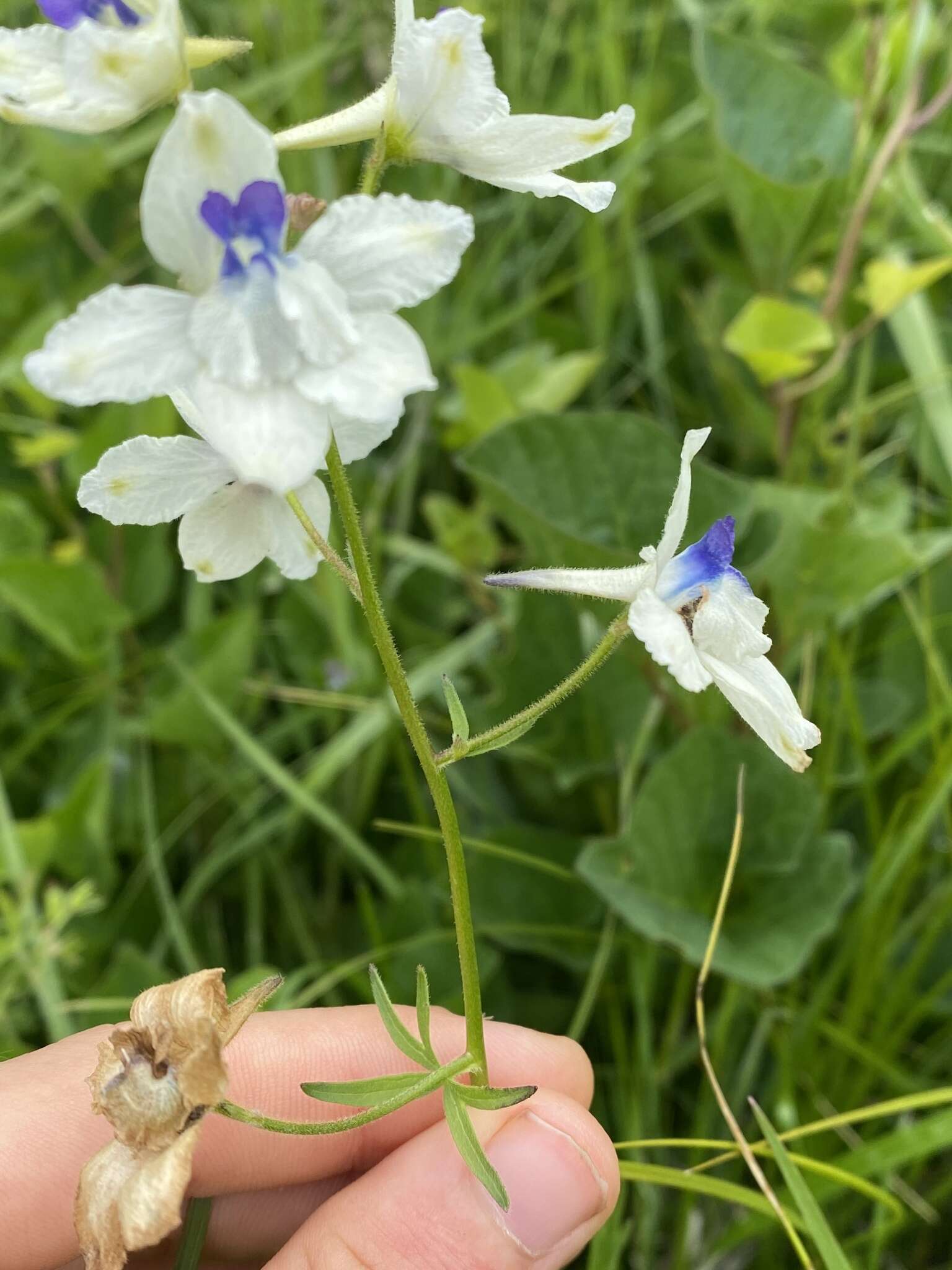 孔雀翠雀花的圖片