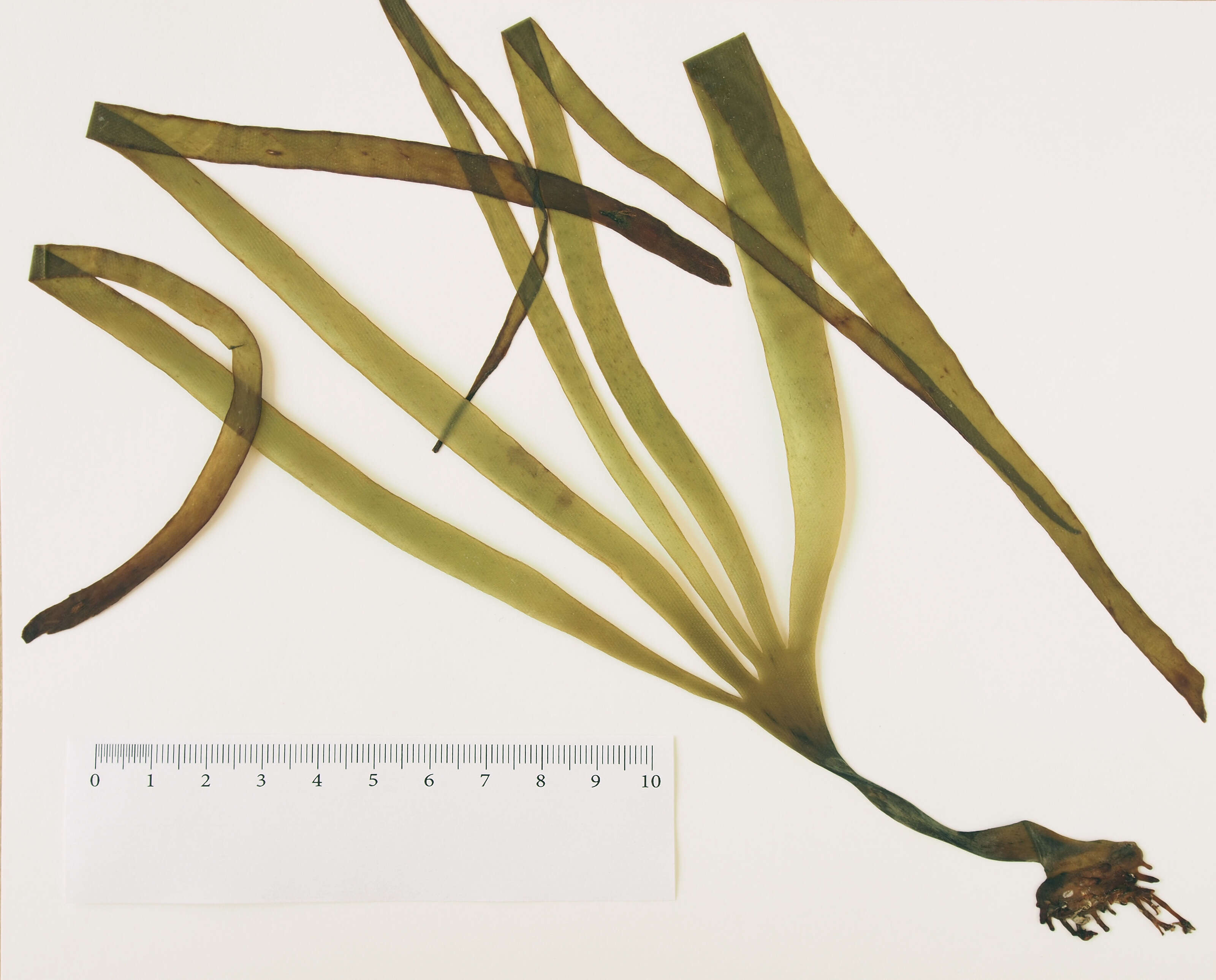 Image of Saccorhiza polyschides