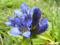 Image of Cross gentian