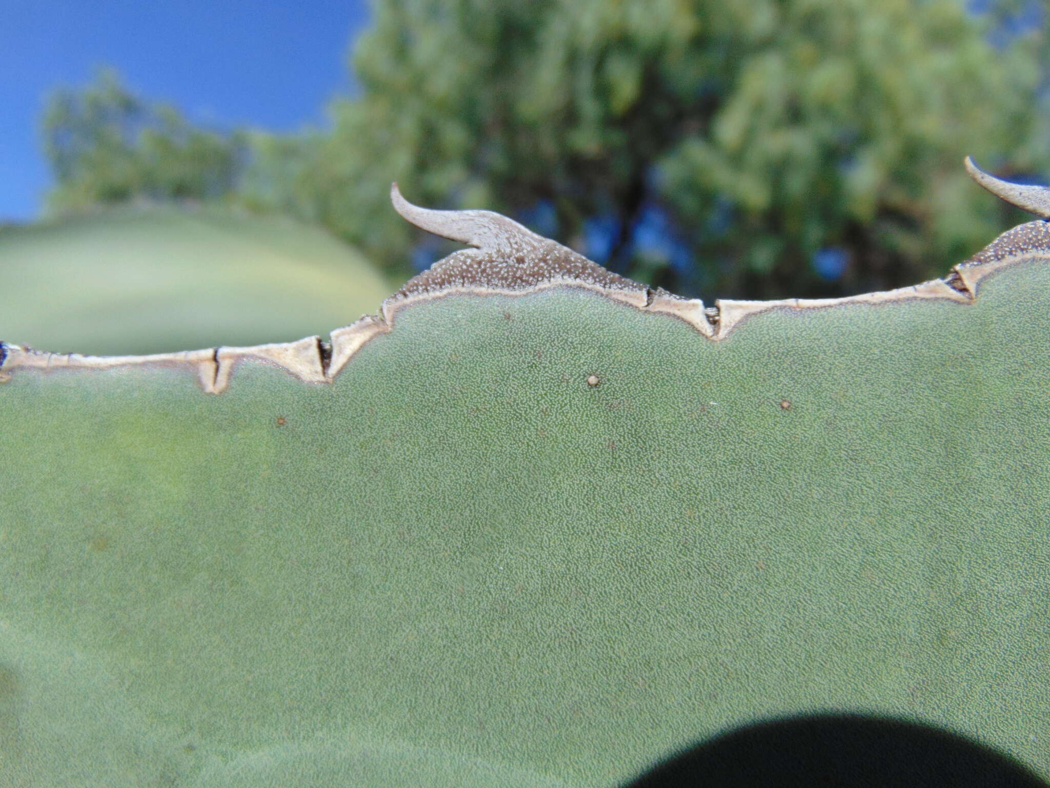 Image of Agave mapisaga Trel.