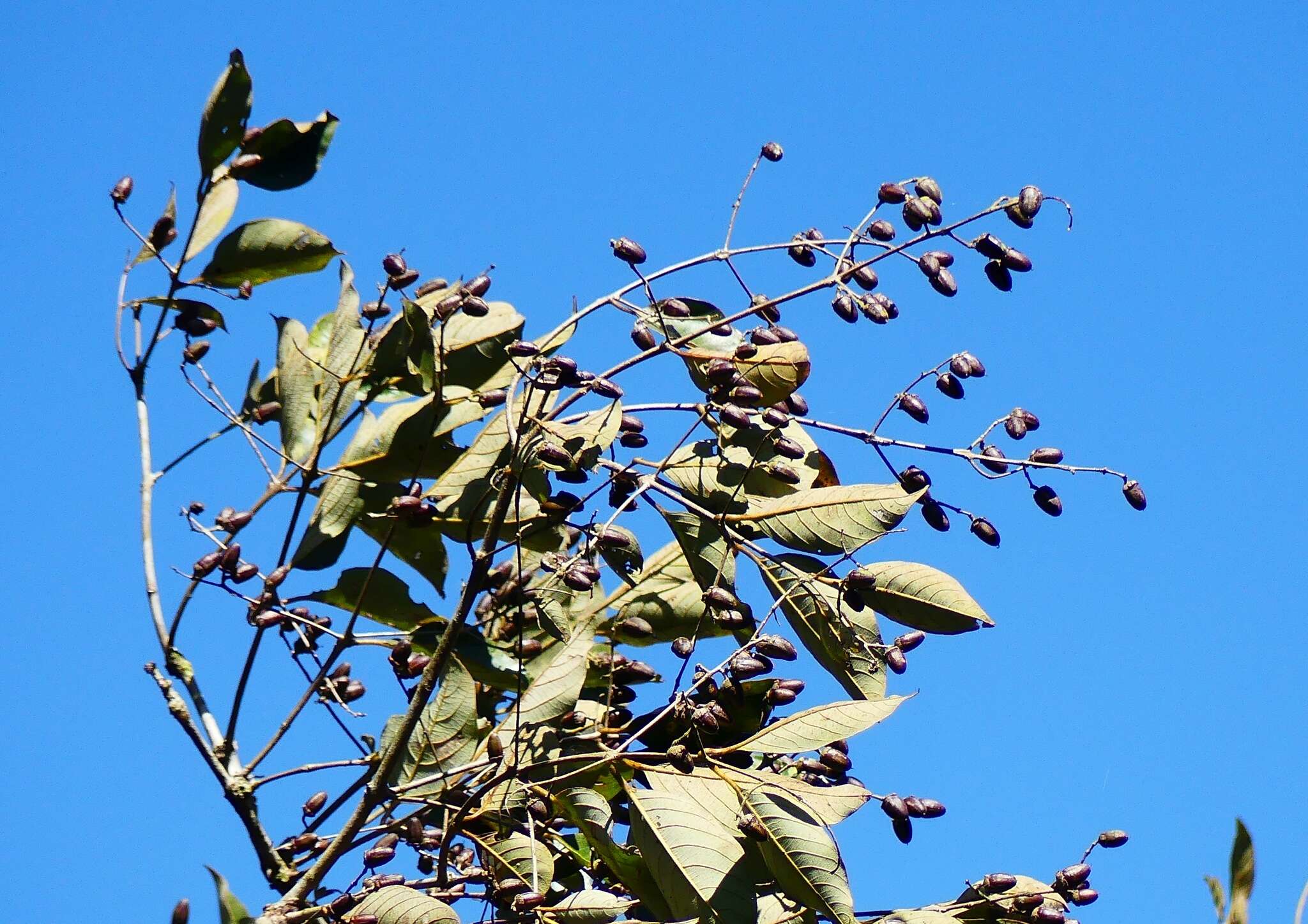 Plancia ëd Lagerstroemia microcarpa Wight