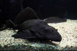 Image of Leopard pleco