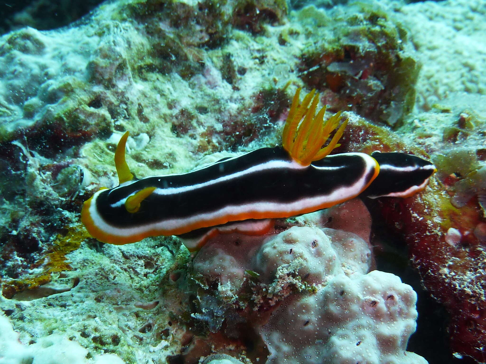 Слика од Chromodoris africana Eliot 1904