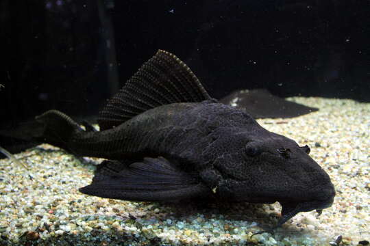 Image of Leopard pleco