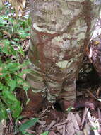 Image de Pourouma guianensis Aubl.