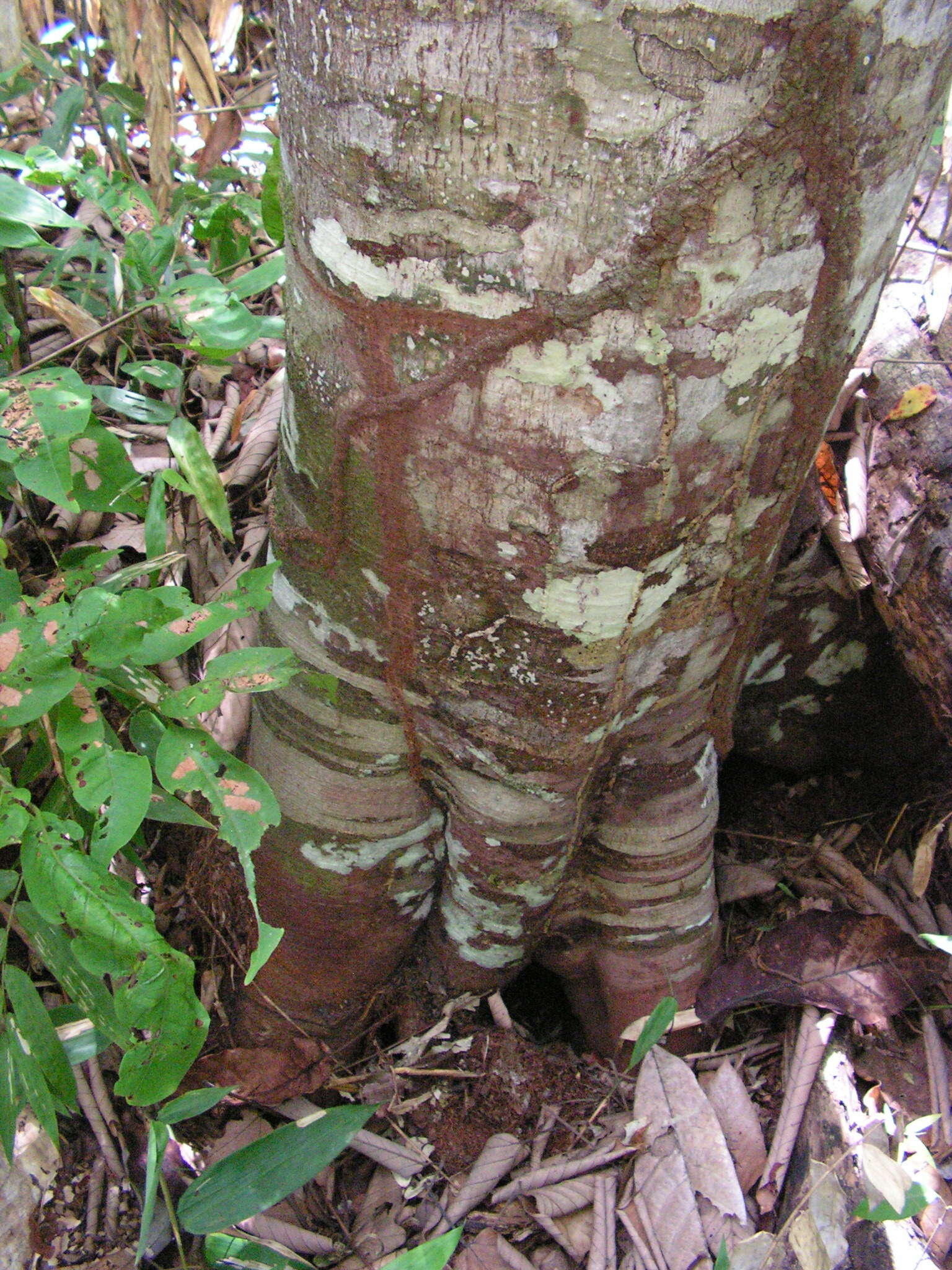 Image de Pourouma guianensis Aubl.